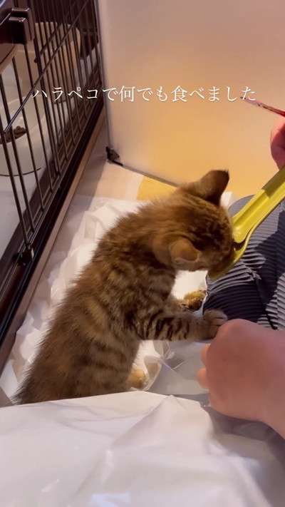 なんでも食べた子猫