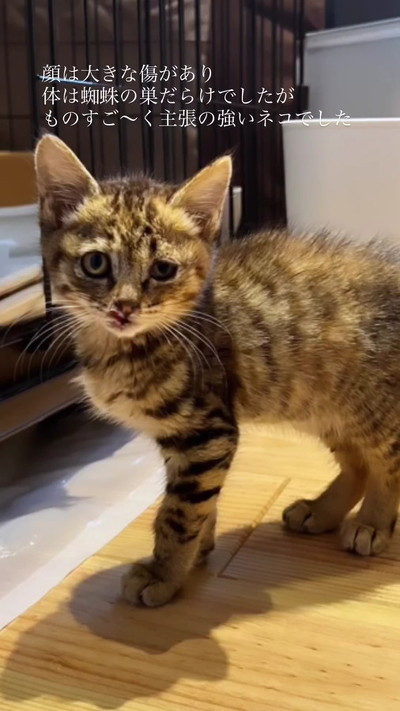 保護当時の子猫正面