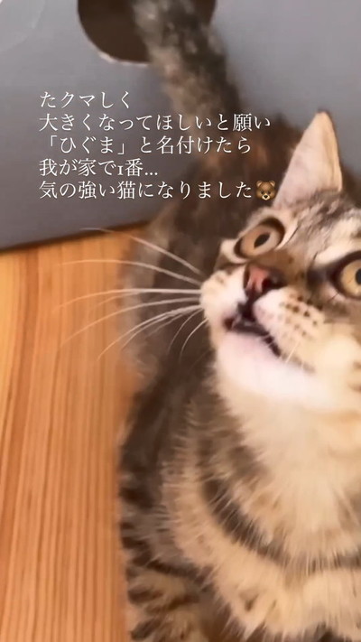 成長した猫