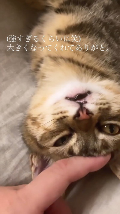 なでられる猫