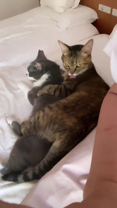 同居猫グルーミング