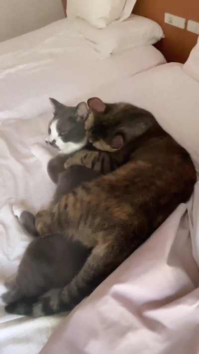 グルーミング猫