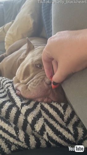 寝ながらおやつを食べる犬