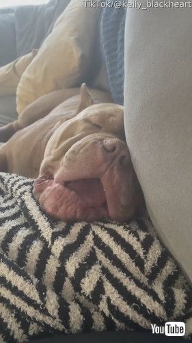 寝ながらおやつを食べる犬