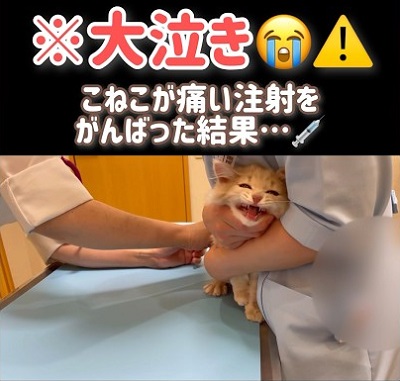 注射初めての子猫