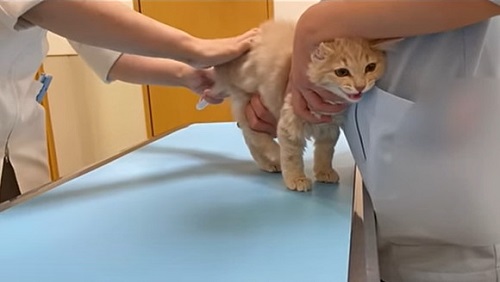 体温計入れられてる子猫少しくちあけてる
