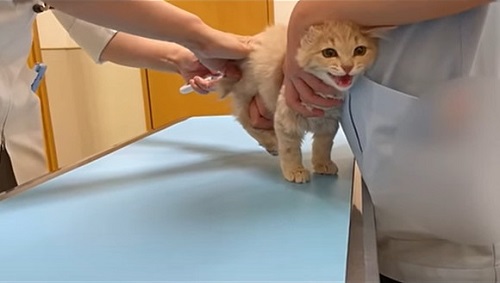 体温計入れられてる子猫口あけてる