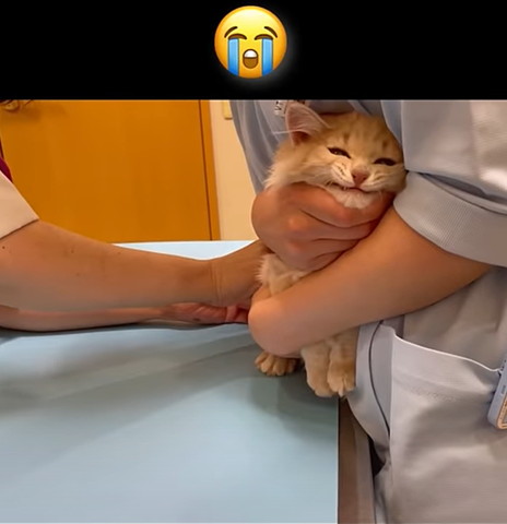 ふんばってる子猫注射