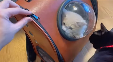 キャリーに入ってる子猫