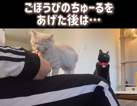 ご褒美のちゅーるテロップ