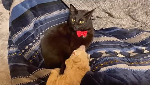 黒猫に寄り添う子猫