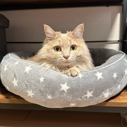 ベッドにいる猫