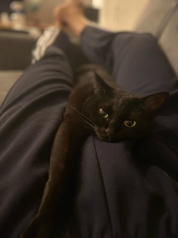 膝の上に黒猫