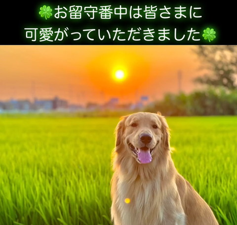 お留守番中はテロップ