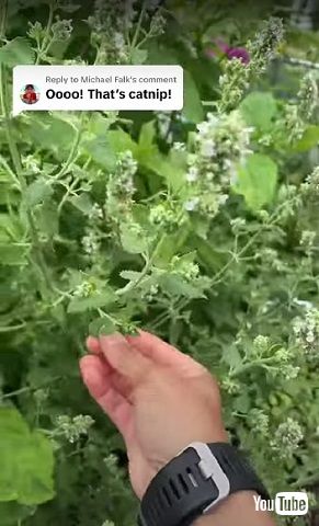 キャットニップに反応する猫