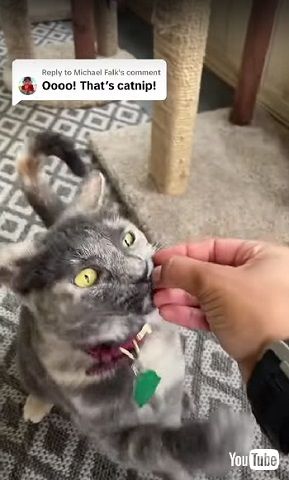 キャットニップに反応する猫