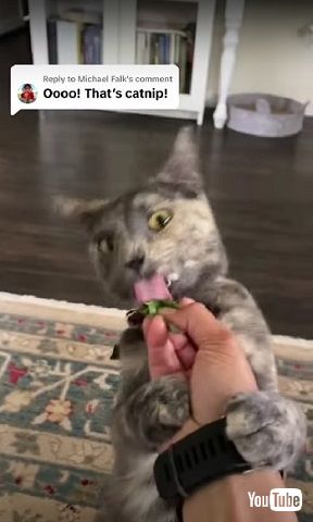 キャットニップに反応する猫