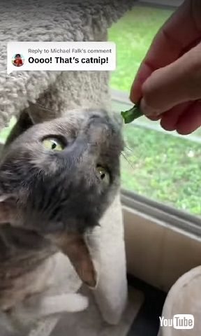 キャットニップに反応する猫