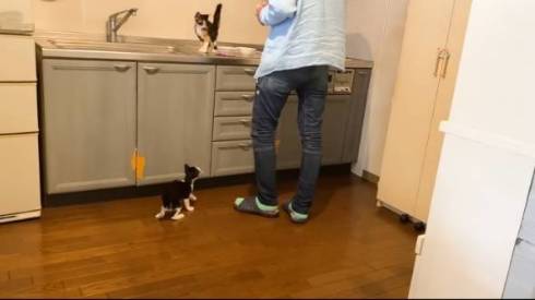 ゴハンが待てなくて暴れる子猫たち