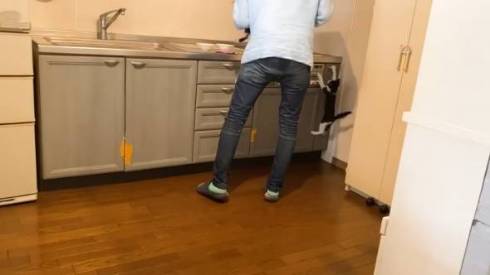 ゴハンが待てなくて暴れる子猫たち