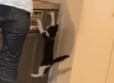 ゴハンが待てなくて暴れる子猫たち