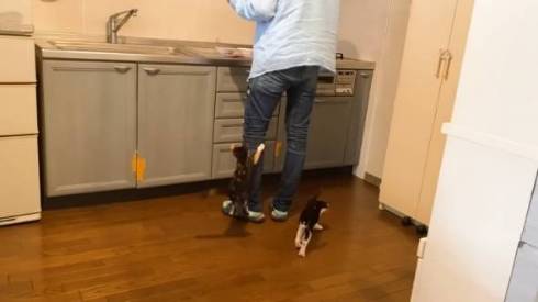 ゴハンが待てなくて暴れる子猫たち