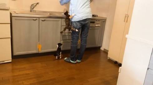 ゴハンが待てなくて暴れる子猫たち