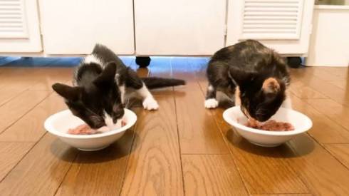 ゴハンが待てなくて暴れる子猫たち