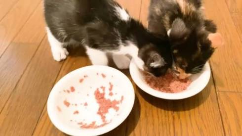 ゴハンが待てなくて暴れる子猫たち