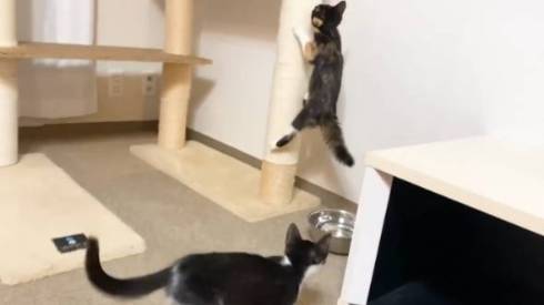 ゴハンが待てなくて暴れる子猫たち