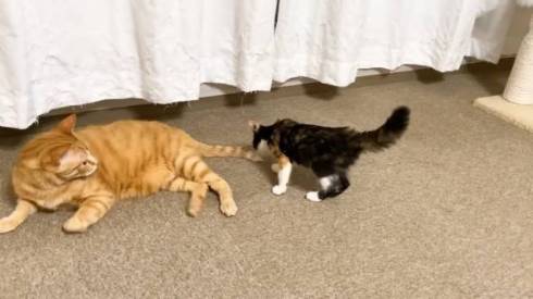 ゴハンが待てなくて暴れる子猫たち