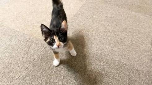 ゴハンが待てなくて暴れる子猫たち