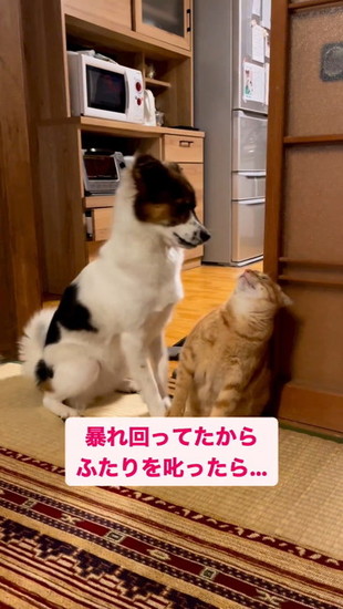 にらみ合う犬と猫