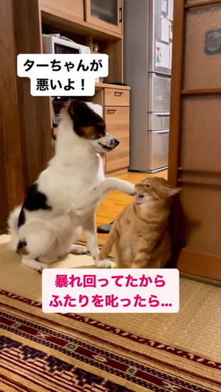 猫に触れる犬