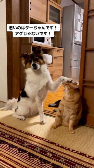 猫に足をのせる犬