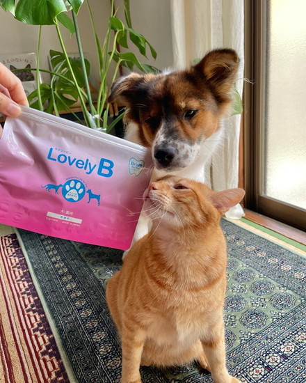 袋を見る犬と猫