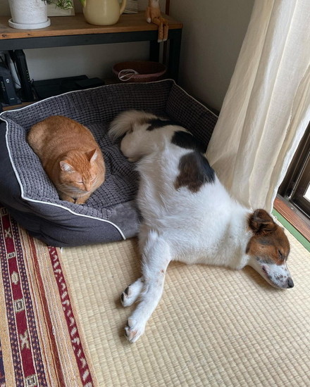 寝ている犬と猫