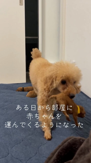 赤ちゃんくわえる犬