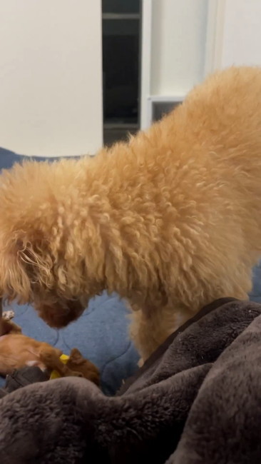 赤ちゃん置く犬