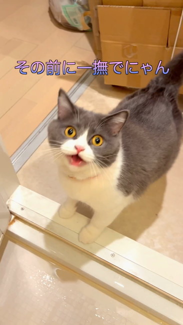 その前になでて