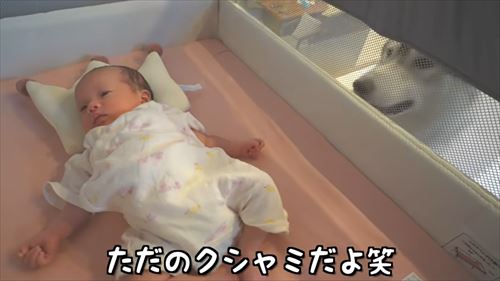 兄になったシベリアンハスキー