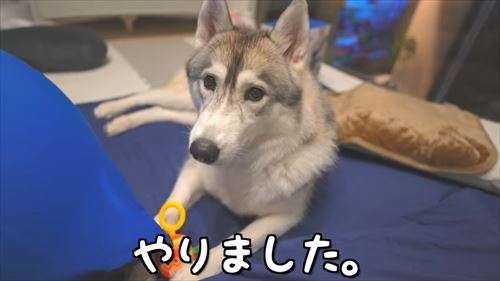 兄になったシベリアンハスキー