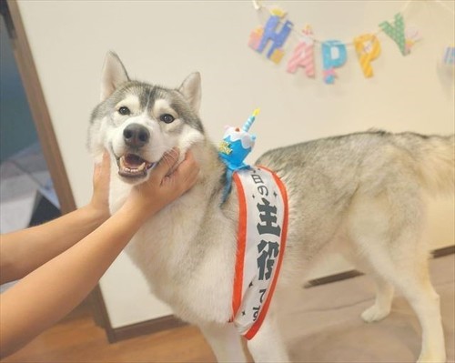 兄になったシベリアンハスキー