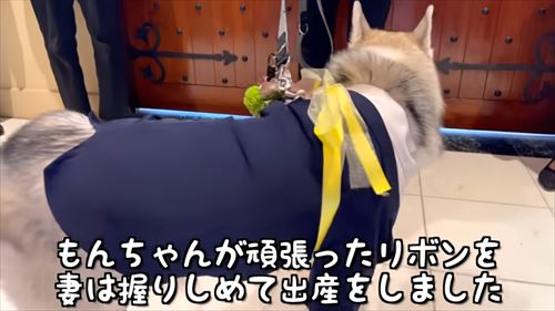 兄になったシベリアンハスキー