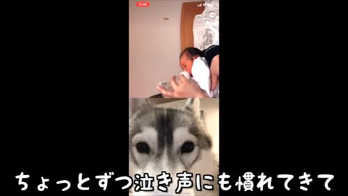 兄になったシベリアンハスキー