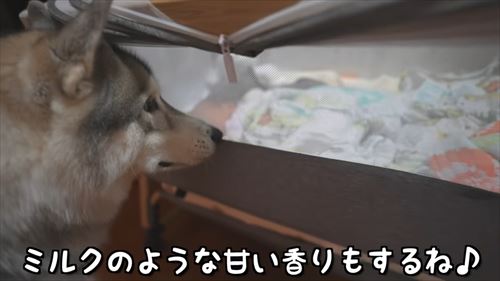 兄になったシベリアンハスキー