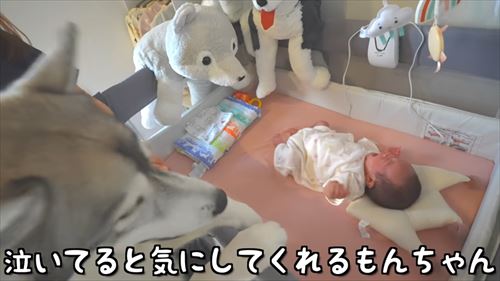 兄になったシベリアンハスキー