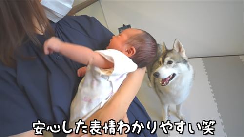 兄になったシベリアンハスキー