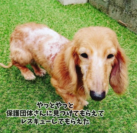 繁殖犬