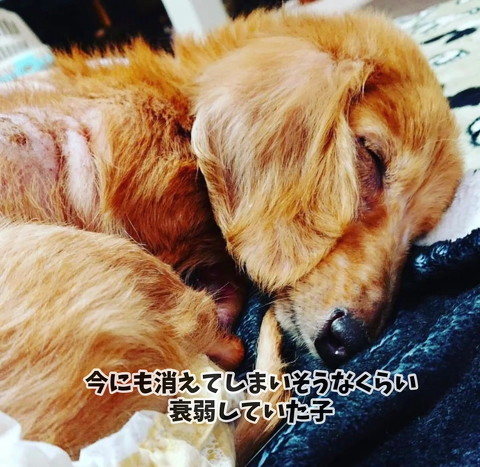 衰弱していた元繁殖犬